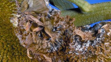 sclerotinia du tournesol